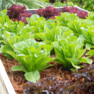 butter lettuce